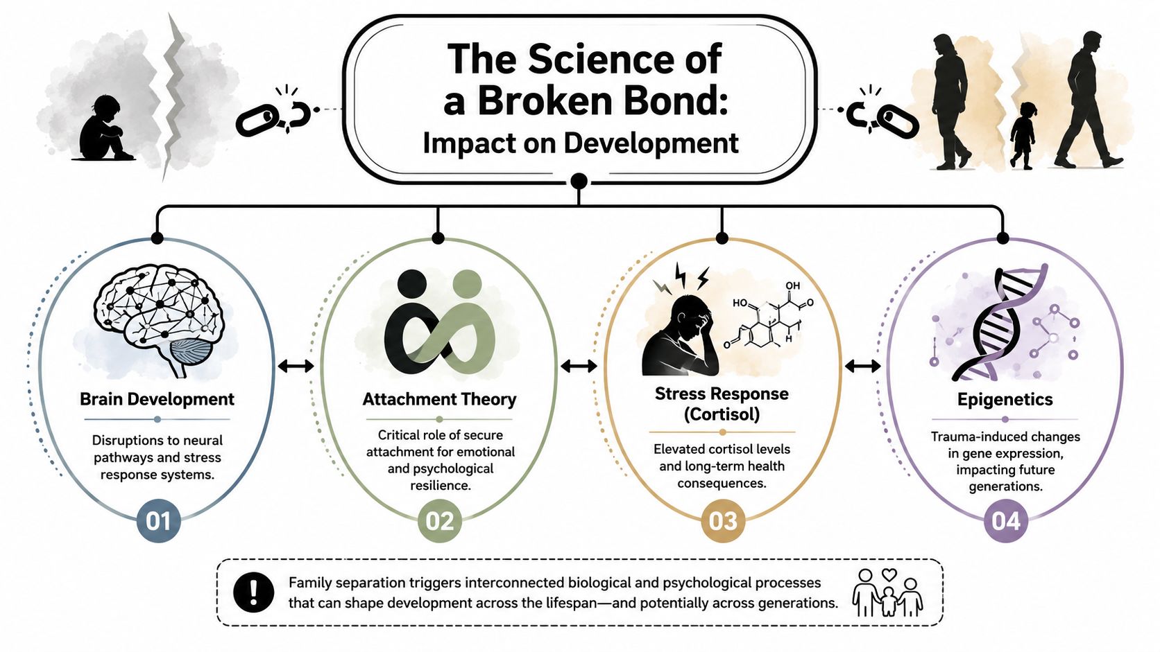 An infographic showing how family separation causes negative impacts on brain development, attachment, stress, and genetics.