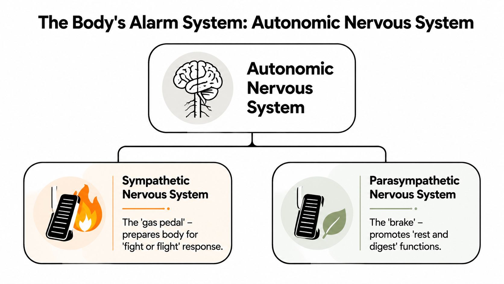 A diagram illustrating the autonomic nervous system, divided into the sympathetic and parasympathetic nervous systems.